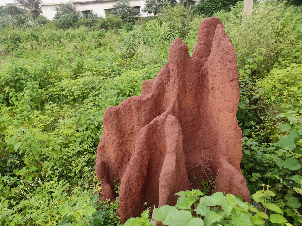 Ant hill in a backyard